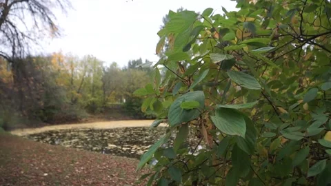 Autumn, fall park Stock Footage 141431780