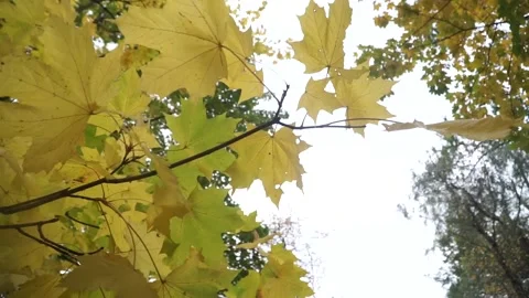 Autumn, fall park Stock Footage 141431822