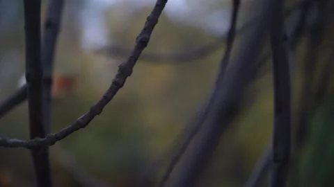 Autumn, fall park Stock Footage 141431877