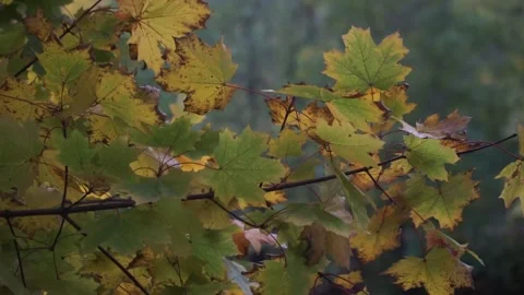 Autumn, fall park Stock Footage 141431913