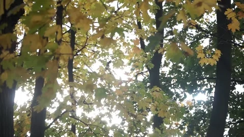 Autumn, fall park Stock Footage 141431941