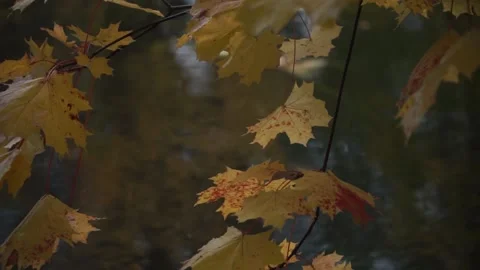 Autumn, fall park Stock Footage 141431942