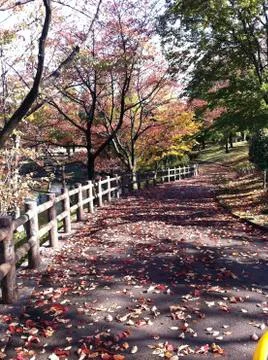 Autumn, Fall, Park, Tree, Road Stock Photos