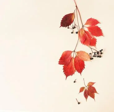 Autumn fall pattern on beige background  top view with copy space. Stock Photos