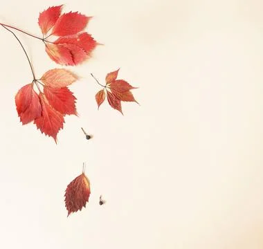 Autumn fall pattern on beige background  top view with copy space. Stock Photos
