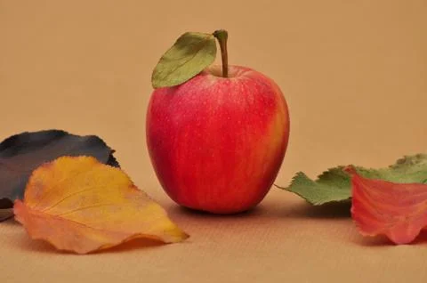 Autumn Fall Stockfoto's