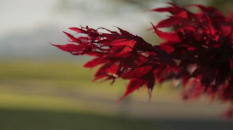 Autumn fall red leaves focus pull to lake and mountain Scottish Highlands wide Stock Footage 60414798