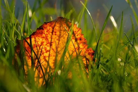 Autumn fall red orange leaf in green meadow Foto stock