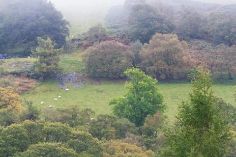 Autumn Fall scene, mist grass and Trees, Wales, United Kingdom. Stock Photos