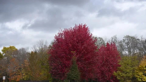 Autumn fall in sky, high quality video Stock-Footage 330983038