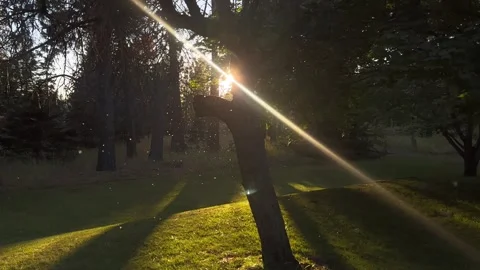 Autumn Fall Sunlight Trees PNW Stock Footage 287495773