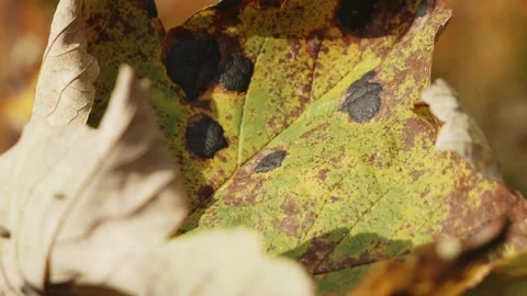 Autumn Fall Sycamore Leaf Close Up Slow Motion Stock Footage 스톡 동영상 332891202