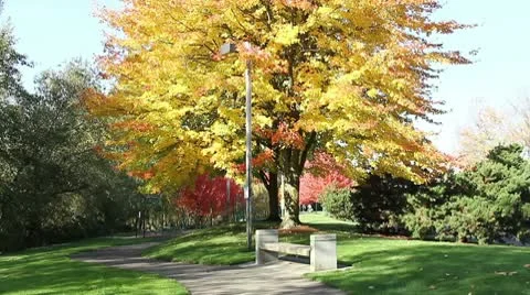 Autumn fall tree Stock Footage 8987546