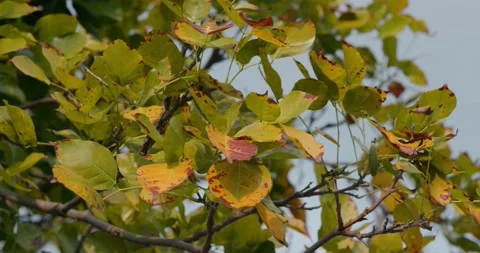 Autumn fall tree leave in the park Stock Footage 131348615