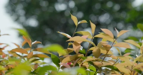 Autumn fall tree leave in the park Stock Footage 132014060