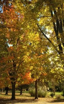 Autumn Fall Trees Stock Photos