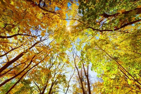 Autumn, fall trees. Sun shining through colorful leaves Stock Photos