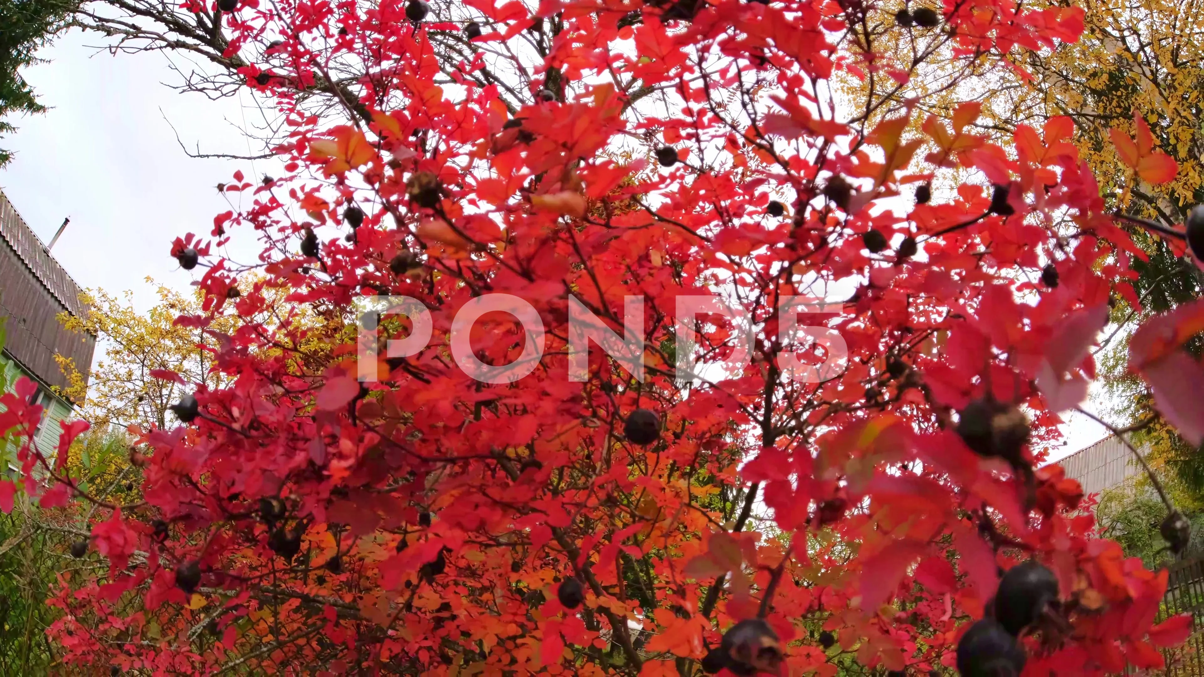 Autumn fall view of bush trees with red leaves in garden or park, selective