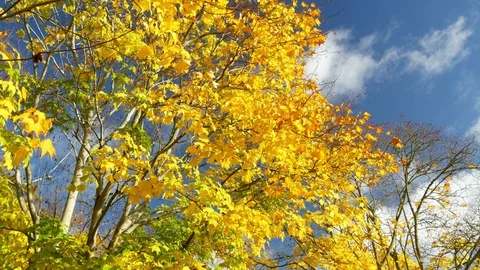 Autumn Fall yellow leaved lime trees against blue sky, tilt to riverside walk Vídeo Stock 119844700