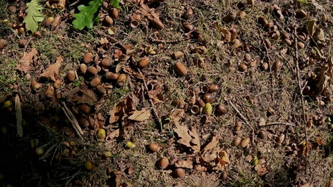 Autumn Fallen Acorns Stock Footage 238741458