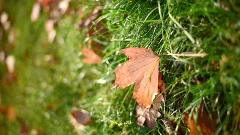 Autumn , fallen golden leaf close-up moving from wind. Autumn vibe vertical  4k Stock Footage 218606628