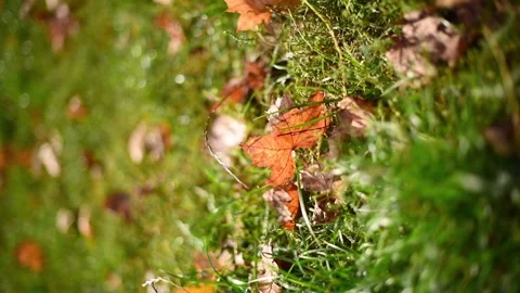 Autumn , fallen golden leaf close-up moving from wind. Autumn vibe vertical  4k Stock Footage 218606669
