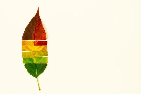 Autumn fallen leaf from different bright colored parts of dry leaves with gra Stock Photos