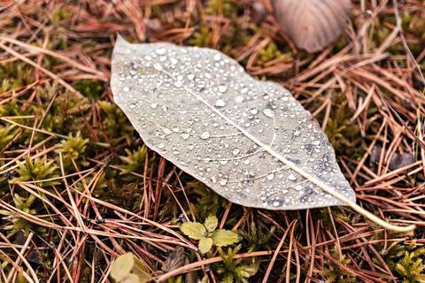 Autumn fallen leaf in the forest on fallen needles in rain drops nature Stock Photos