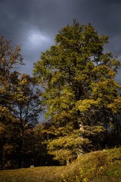 Autumn fallen leaf on ground forest lake Stock Photos
