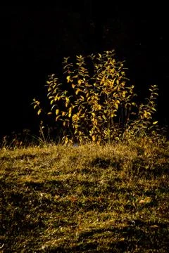 Autumn fallen leaf on ground forest lake Stock Photos
