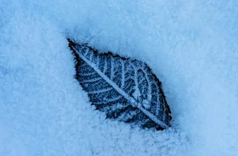 Autumn fallen leaf lying on the snow covered with frost and snow crystals B.. Stock Photos