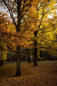 Autumn fallen leaf tree evening forest lake Stock Photos