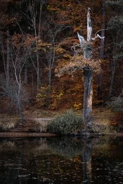 Autumn fallen leaf tree evening forest lake Stock Photos