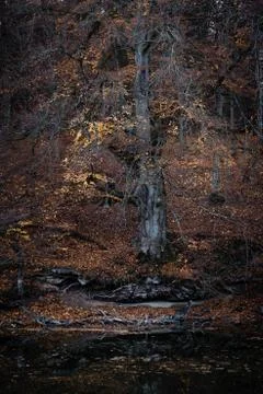 Autumn fallen leaf tree evening forest lake Stock Photos