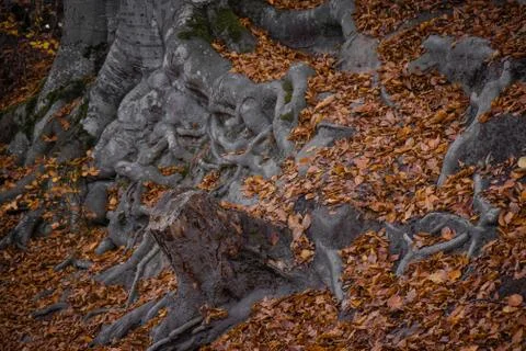 Autumn fallen leaf tree evening forest lake Stock Photos