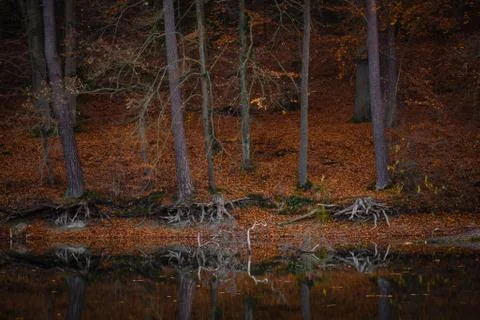 Autumn fallen leaf tree evening forest lake Stock Photos