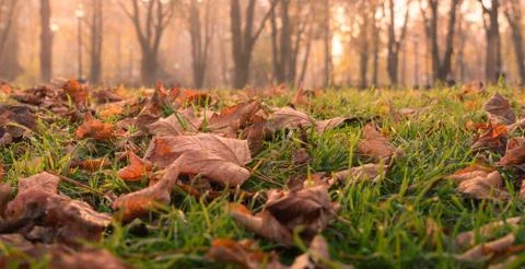 Autumn fallen leafs with forest Stock Photos