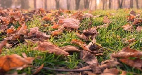 Autumn fallen leafs with forest Stock Photos