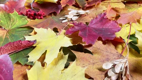 Autumn fallen leaves background Stock Footage 251707533