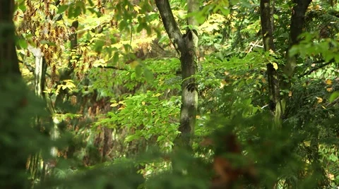 Autumn fallen leaves Stock Footage 48455005