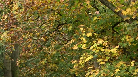 Autumn fallen leaves Stock Footage 48456483