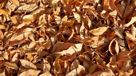 Autumn Fallen Leaves Stock Footage 83866238
