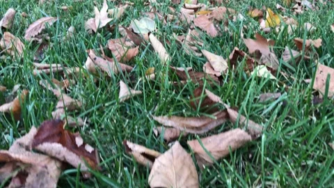 Autumn fallen leaves Stock Footage 144560618