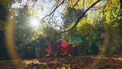 Autumn fallen leaves in a forest background track In Stock-Footage 146154171