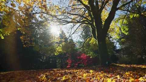 Autumn fallen leaves in a forest background track In Stock Footage 146154844