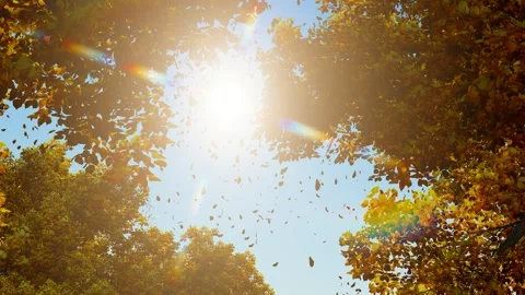 In autumn, the fallen leaves of the forest return to their roots and begin a Stock Footage 288195823