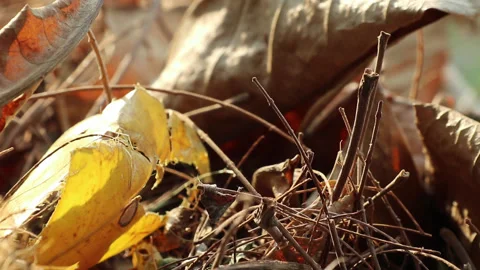 Autumn fallen leaves on the ground Stock Footage 134404579