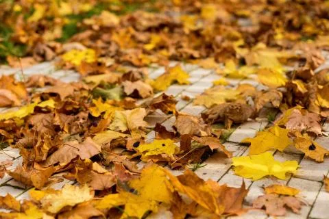 Autumn fallen leaves on a paved path in the park Stock Photos