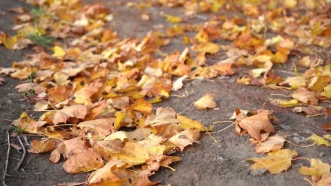 Autumn fallen leaves from trees Vídeo Stock 156628525