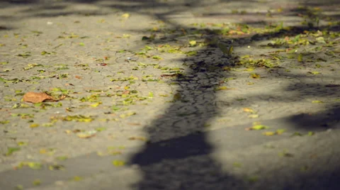 Autumn, Fallen Leaves on the Wind Stock Footage 37592635